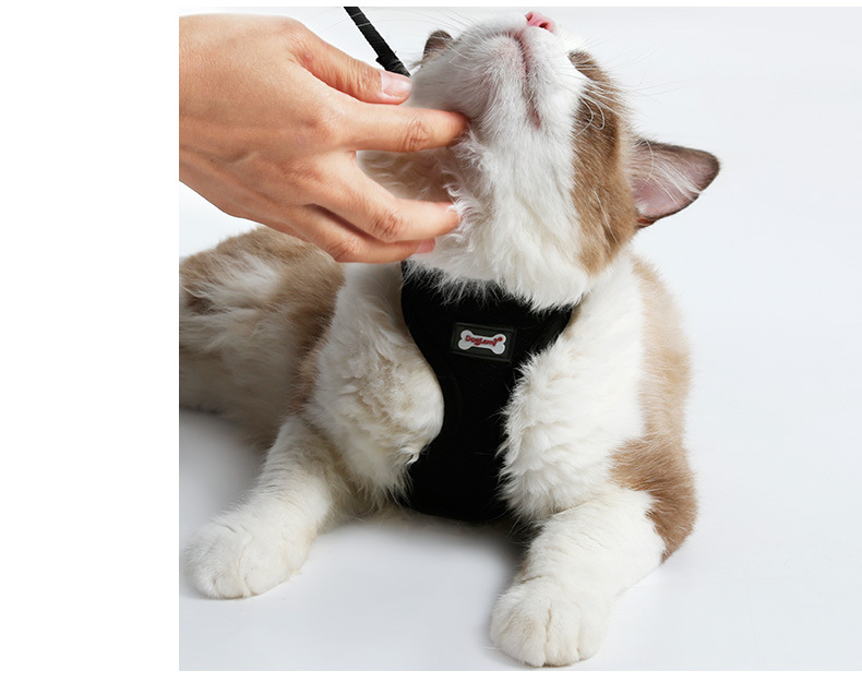 Harnais en maille pour Chat