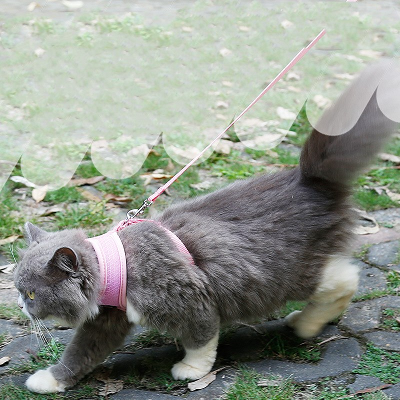 Harnais en maille pour Chat