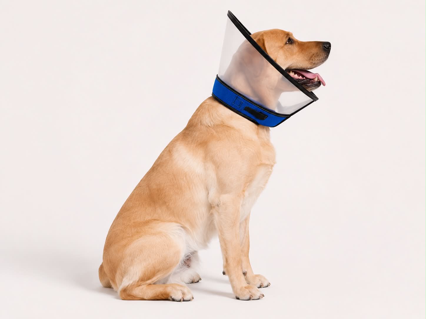Collerette Blue Soul pour Chien