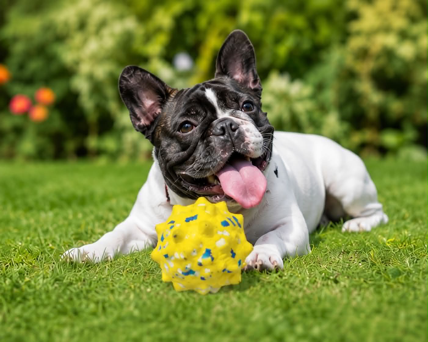 Karpic Balle Robustes pour Chiens pour Dentition