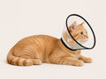 Collerette Brown Soul pour Chat