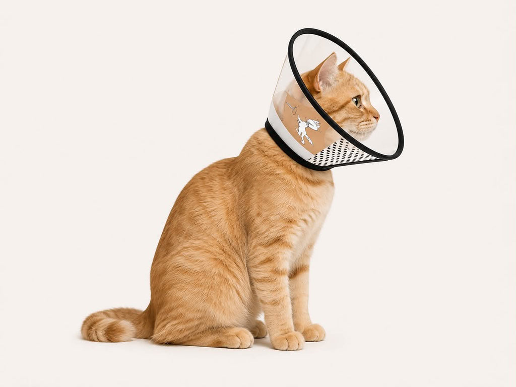 Collerette Brown Soul pour Chat