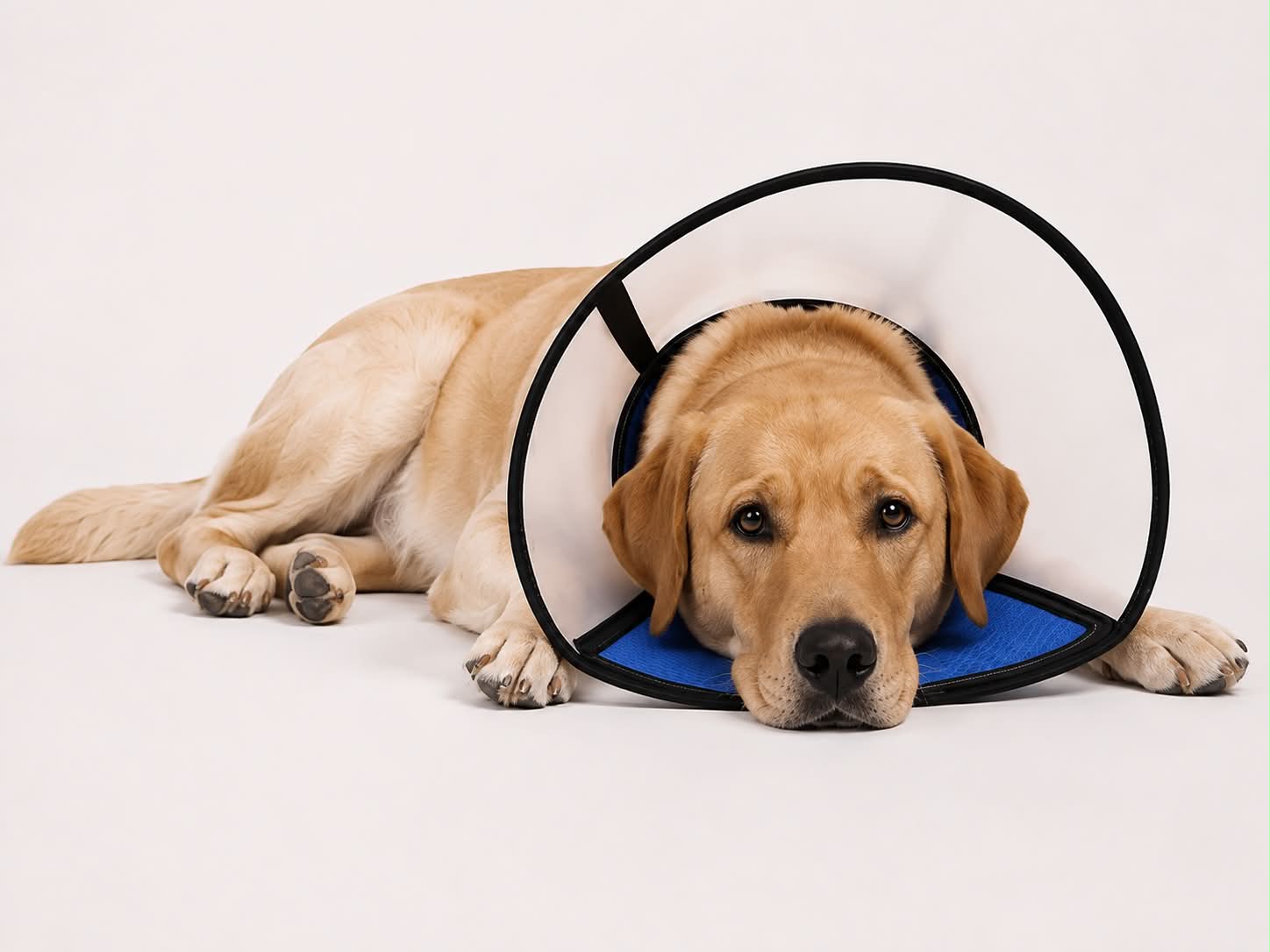 Collerette Blue Soul pour Chien